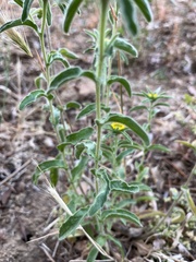 Pallenis spinosa spinosa