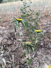 Pallenis spinosa spinosa
