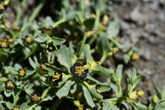 Euphorbia tibetica