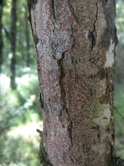 Arthonia cinnabarina