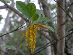 Lophanthera lactescens