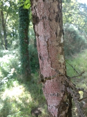 Arthonia cinnabarina