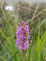 Gymnadenia borealis