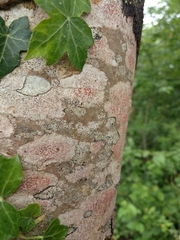Arthonia cinnabarina