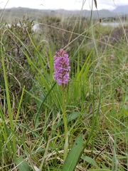 Gymnadenia borealis