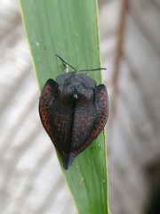 Cyrtonota