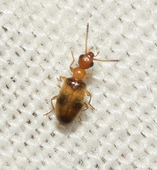 Stricticomus