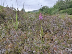 Gymnadenia borealis