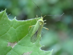 Calocoris