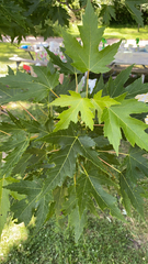 Acer saccharinum