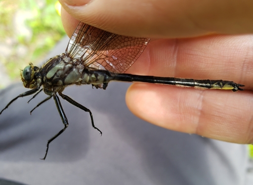 Harpoon Clubtail photo 2