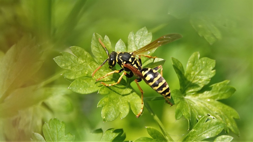 European Paper Wasp From Nanaimo BC Canada On June 13 2022 At 03 03   Large 