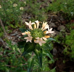 Collomia grandiflora