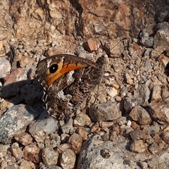 Hipparchia aristaeus