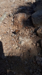 Hipparchia aristaeus