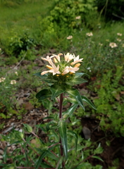 Collomia grandiflora