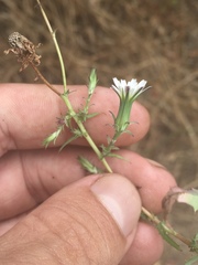 Rafinesquia californica