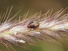 Acrosternum rubescens