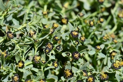 Euphorbia tibetica