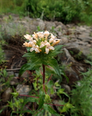 Collomia grandiflora