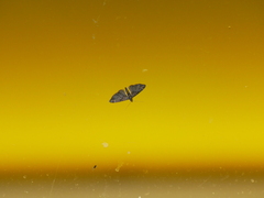Gymnoscelis rufifasciata