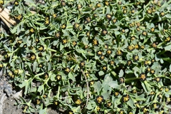Euphorbia tibetica
