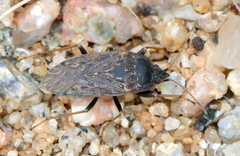 Naphiellus dilutus
