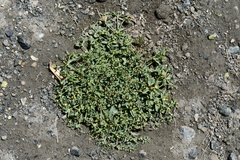 Euphorbia tibetica