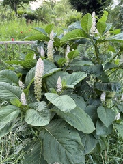 Phytolacca acinosa