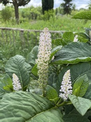 Phytolacca acinosa