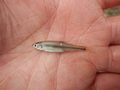 Notropis volucellus