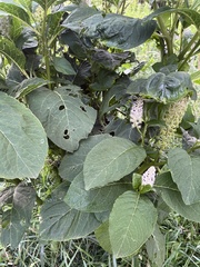Phytolacca acinosa
