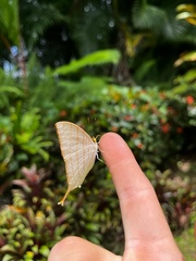 Marpesia harmonia