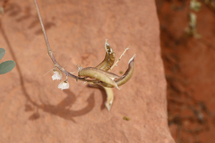 Astragalus lentiginosus wilsonii