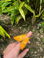 Marpesia harmonia