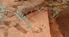 Astragalus lentiginosus wilsonii
