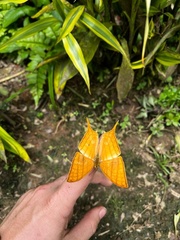 Marpesia harmonia