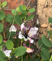 Megascolia maculata flavifrons
