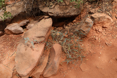 Astragalus lentiginosus wilsonii