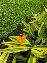 Marpesia harmonia