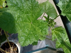 Malva sylvestris