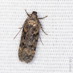 Chionodes formosella