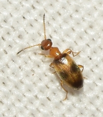 Stricticomus