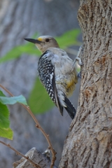 Melanerpes aurifrons