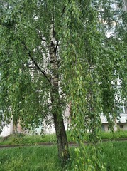 Betula pendula