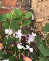 Megascolia maculata flavifrons