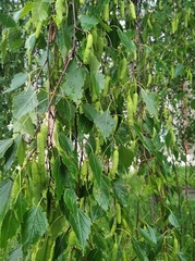 Betula pendula