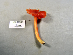Hygrocybe occidentalis