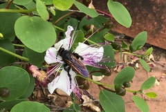 Megascolia maculata flavifrons