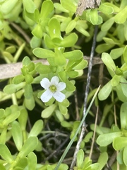 Bacopa monnieri